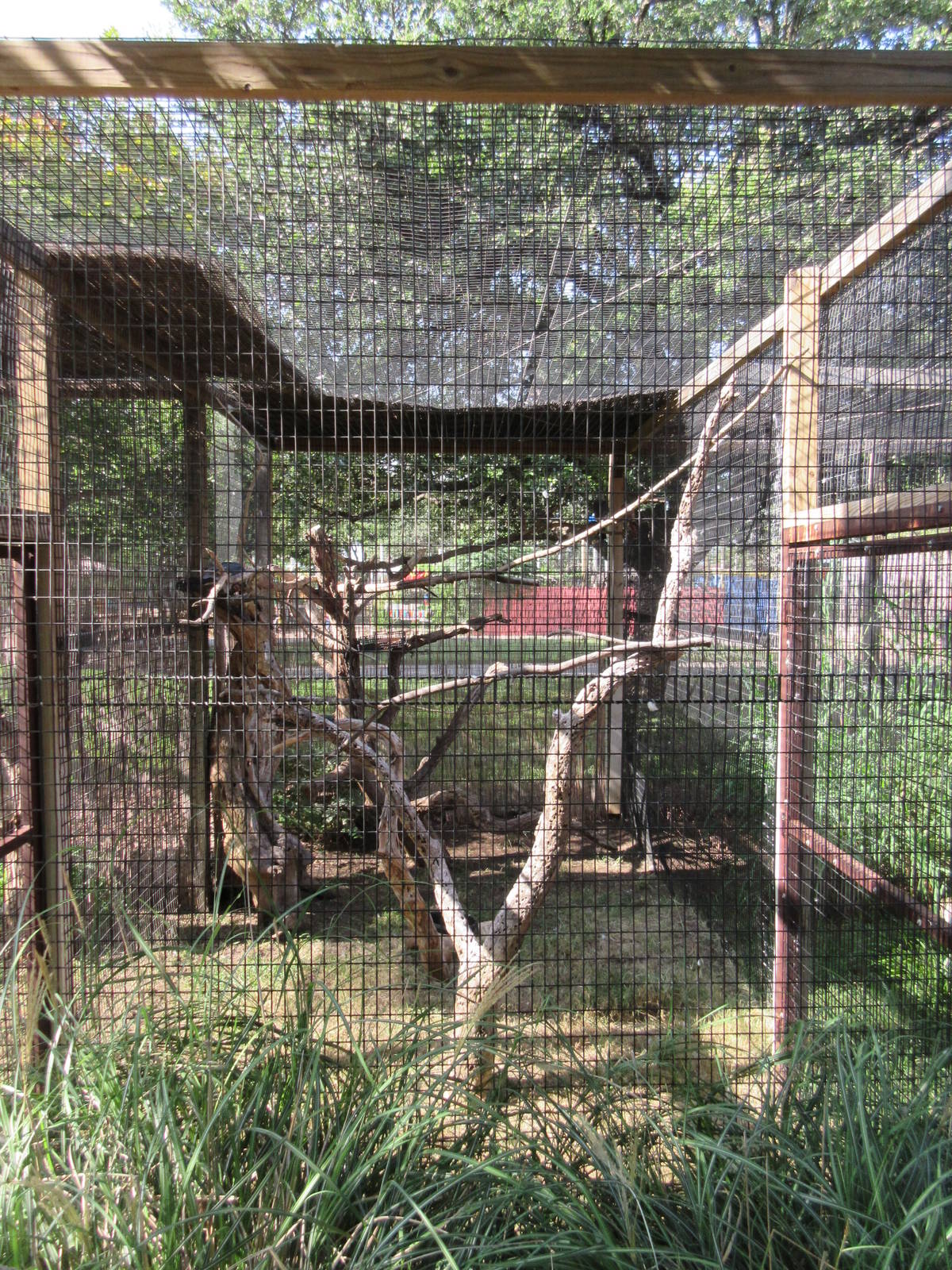 Mississippi Kite/American Kestrel Exhibit