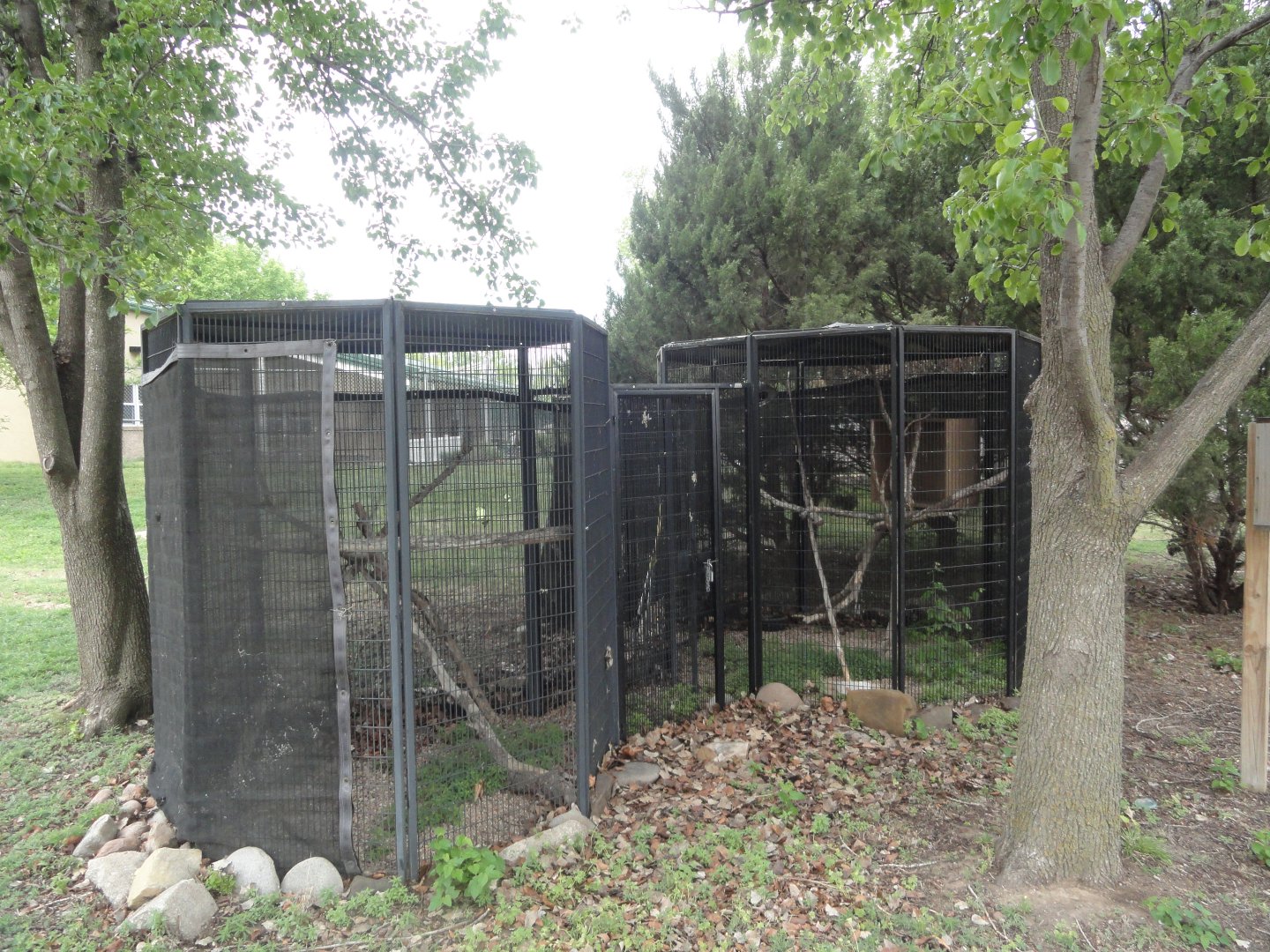 Mississippi Kite Exhibit