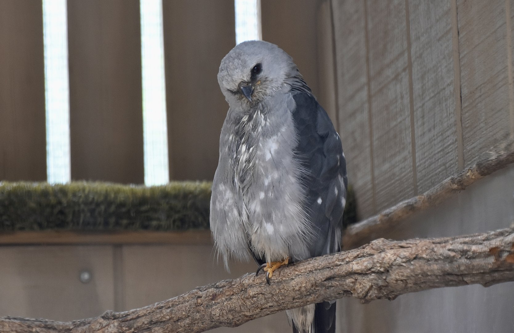 Mississippi Kite (Ictinia mississippiensis)
