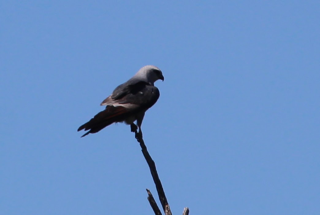 Mississippi Kite