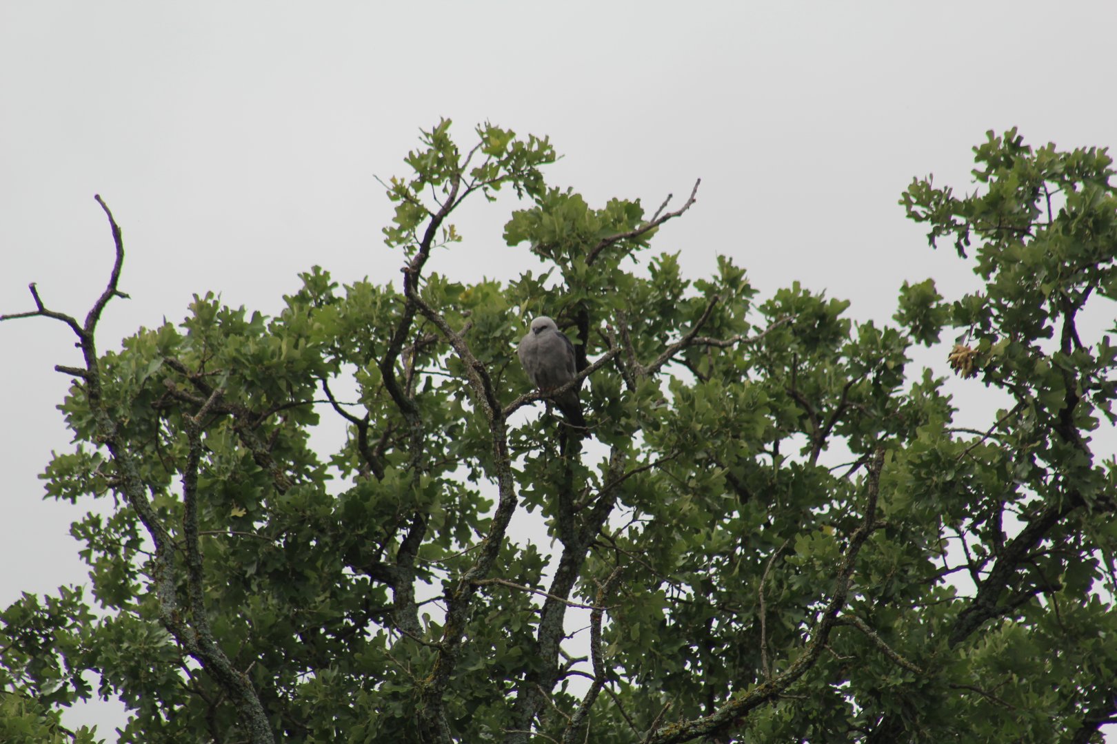 Mississippi Kite