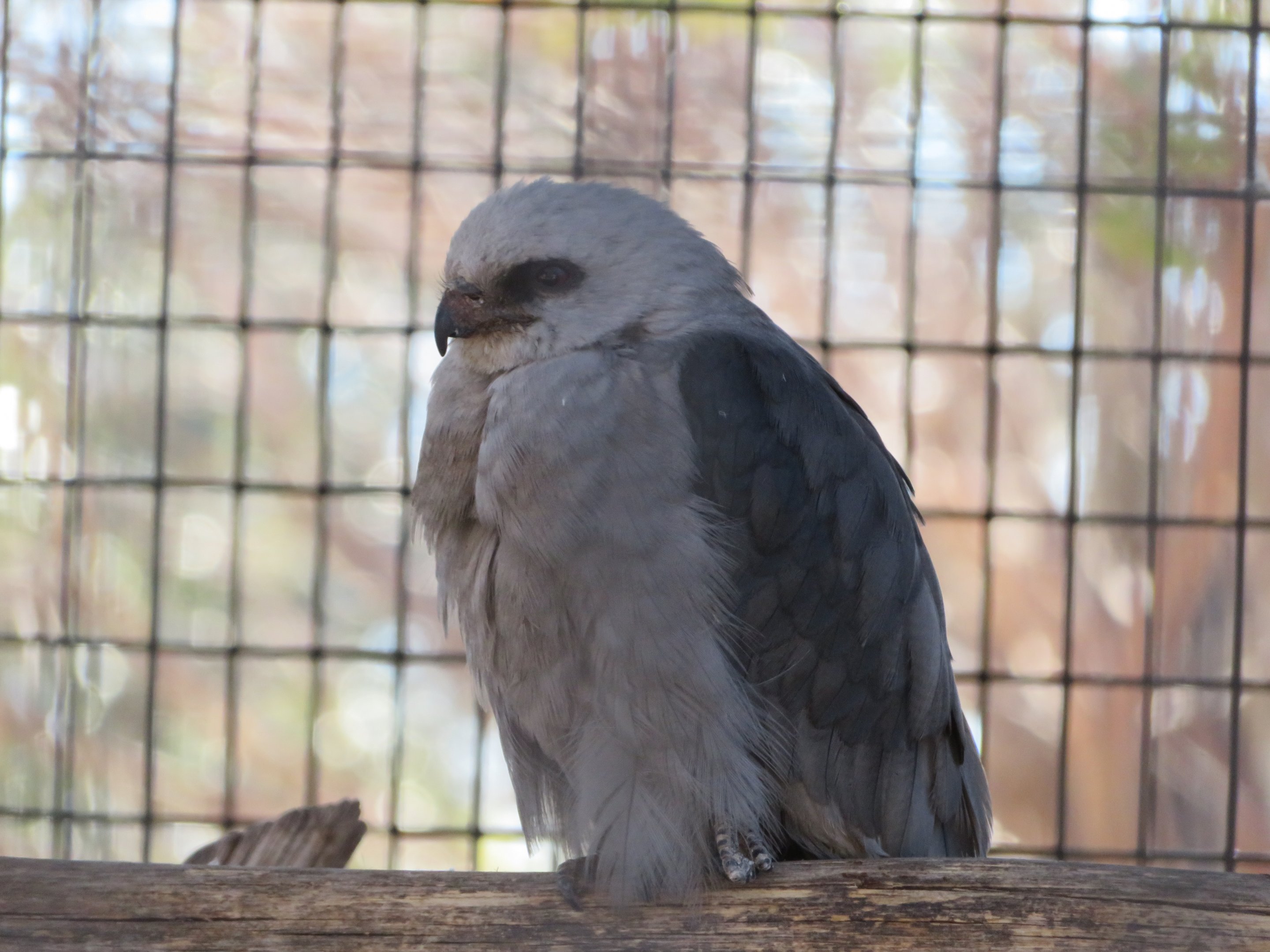 Mississippi Kite