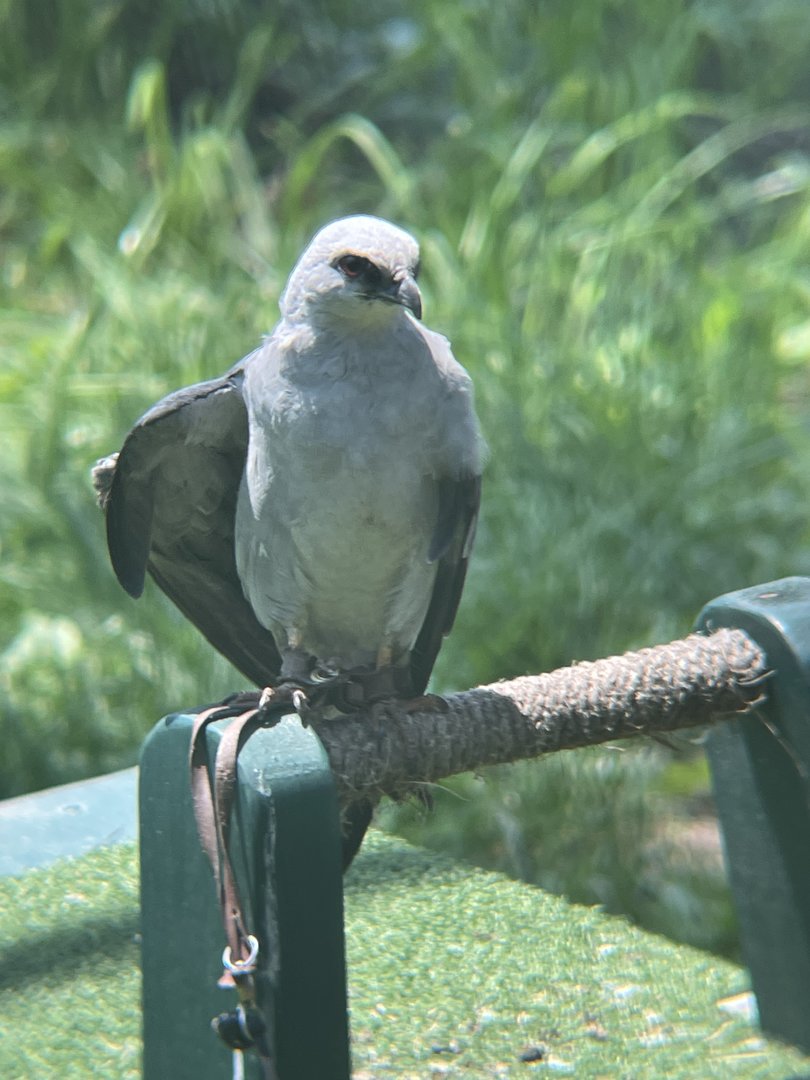Mississippi Kite
