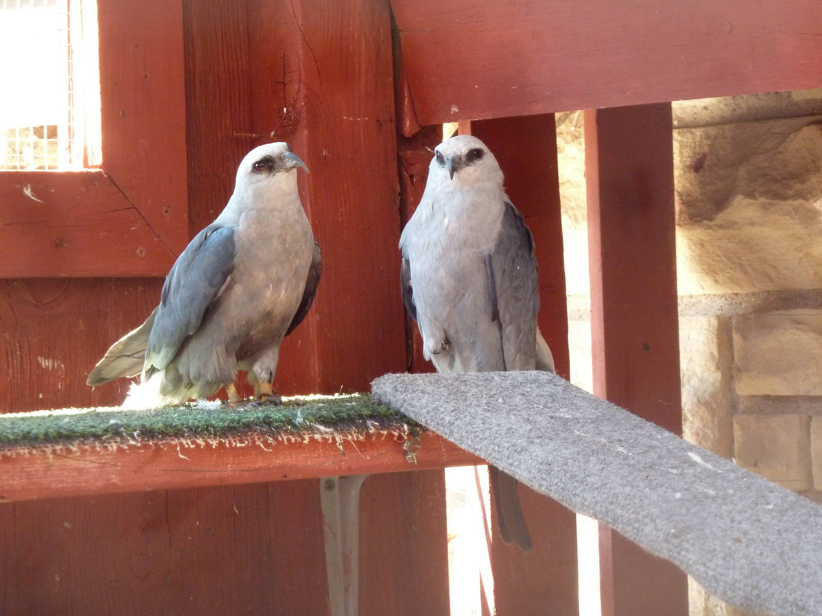Mississippi Kites