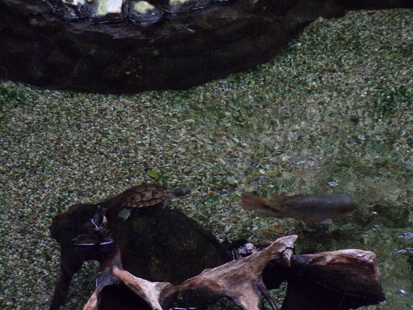 Mississippi map turtle and spotted sailfin suckermouth (?) 13.7.25