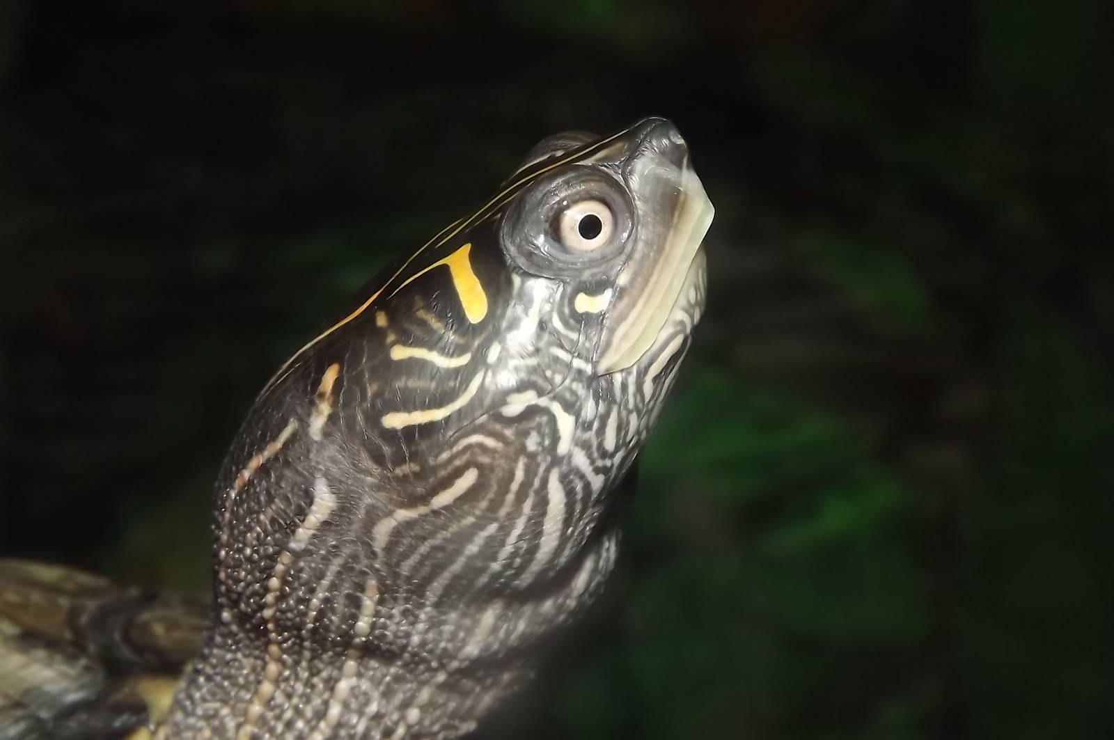 Mississippi Map Turtle at SEA LIFE Blackpool 30/06/12