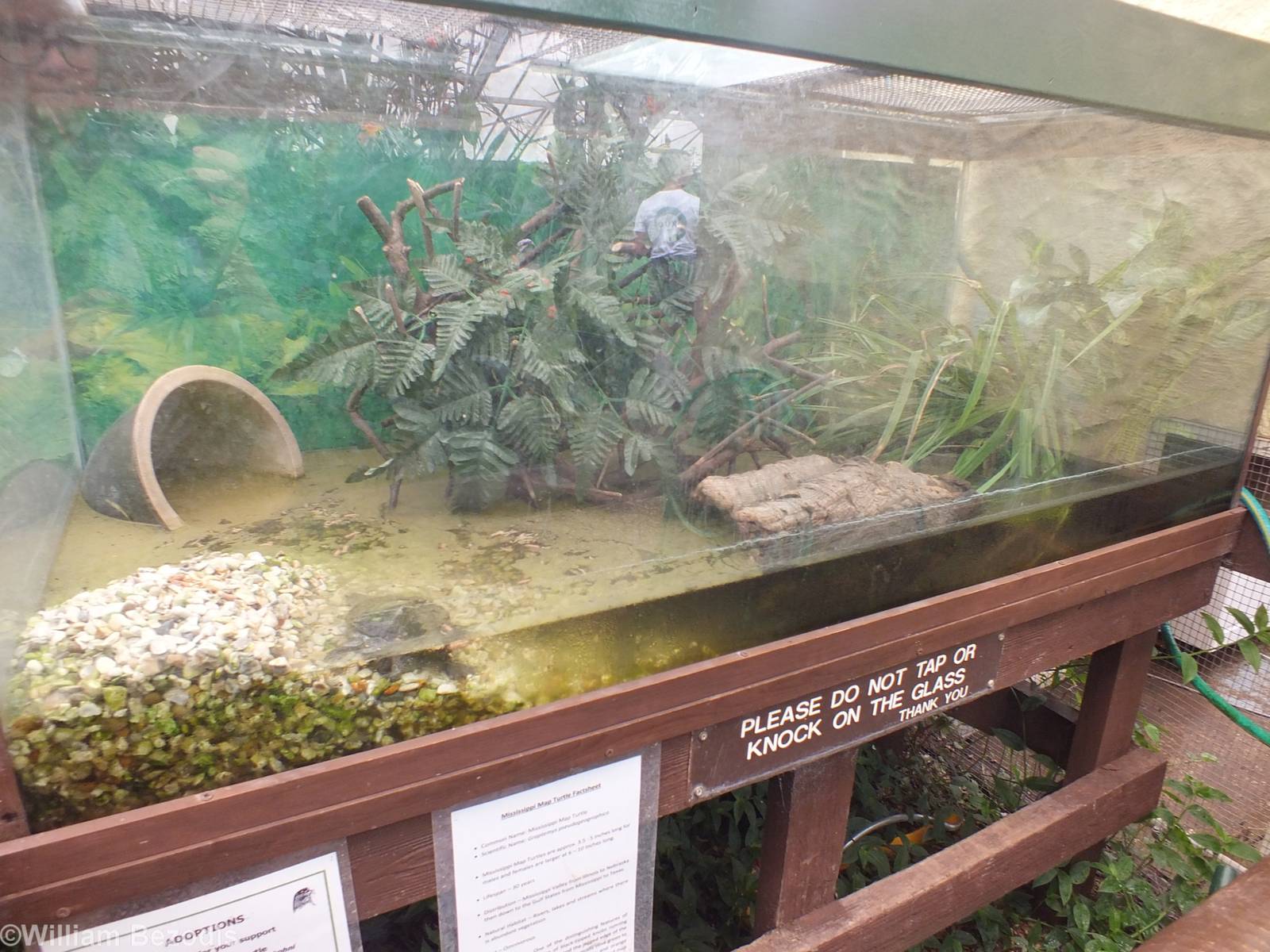 Mississippi Map Turtle Enclosure
