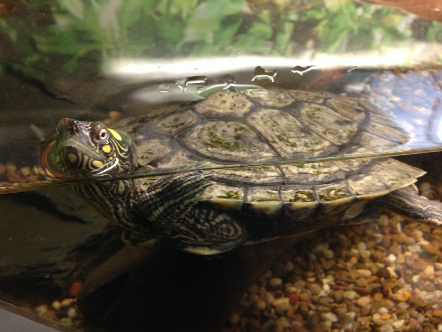 Mississippi Map Turtle - (Graptemys pseudogeographica kohni)