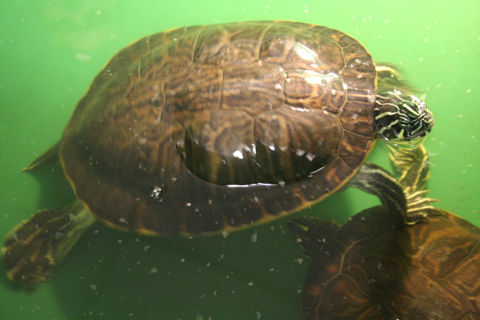 Mississippi map turtle