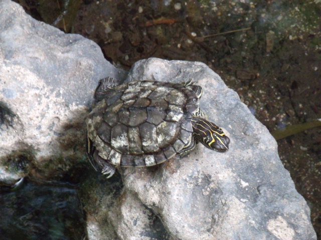 Mississippi Map Turtle