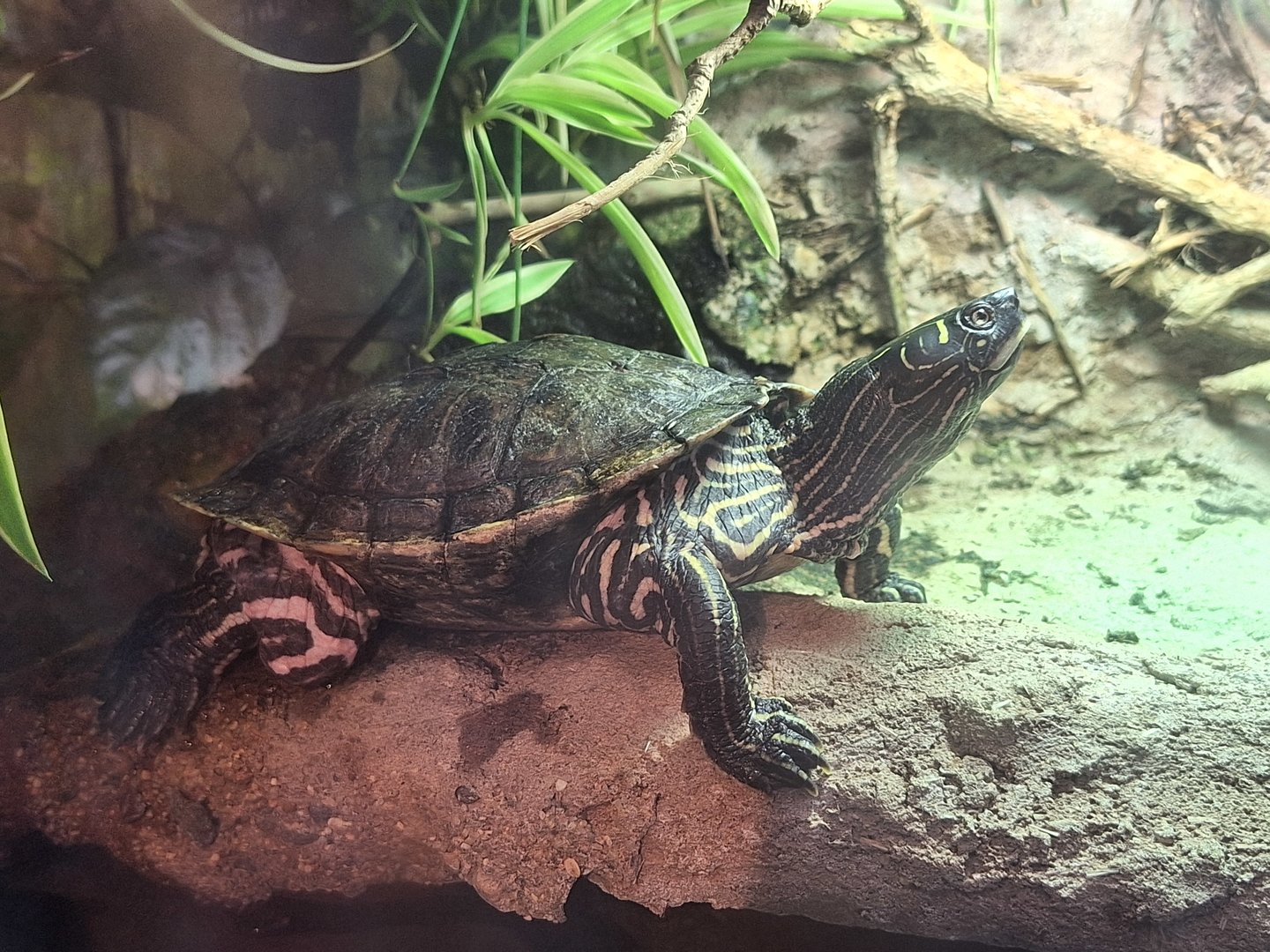 Mississippi Map Turtle