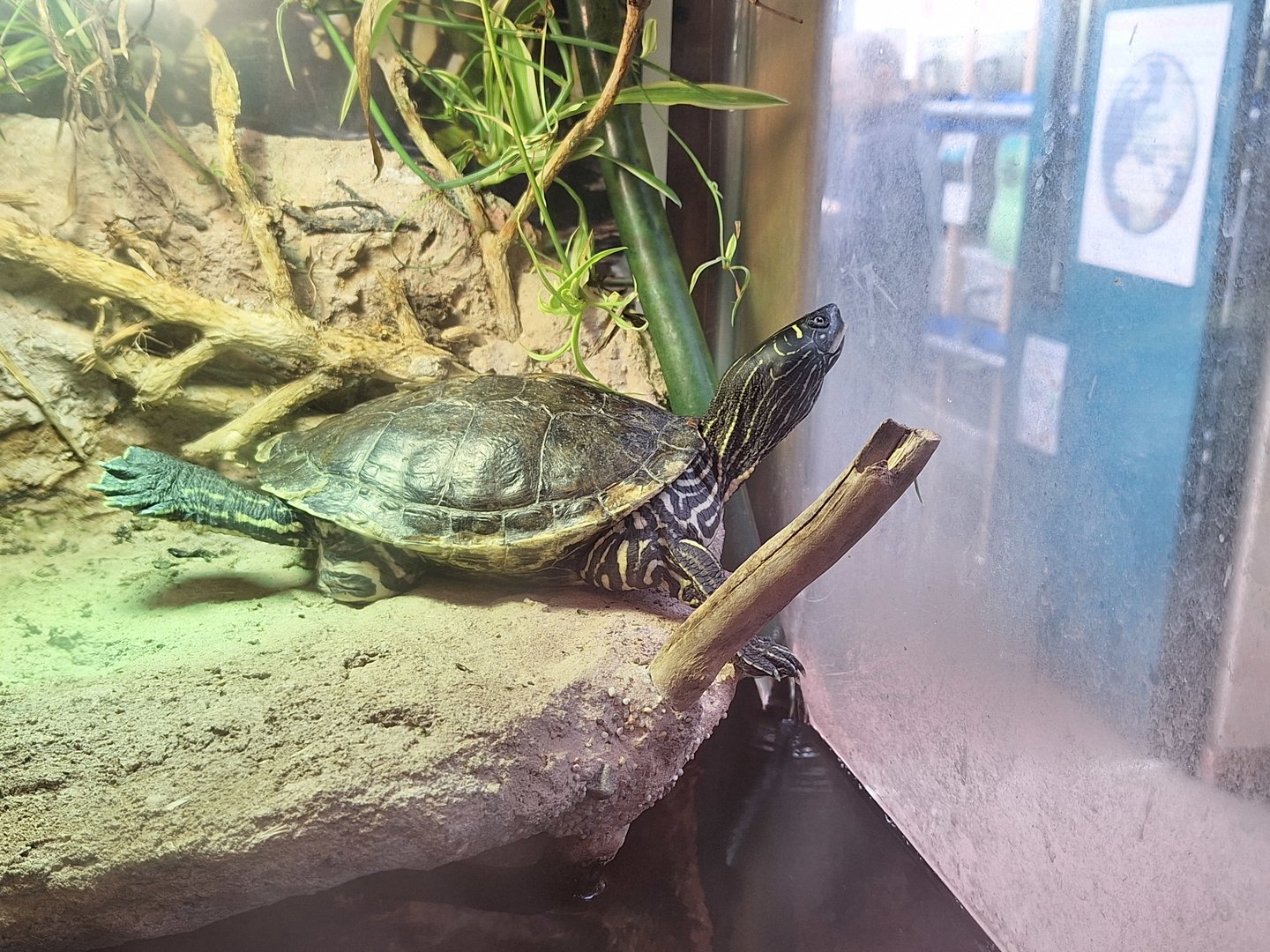 Mississippi Map Turtle