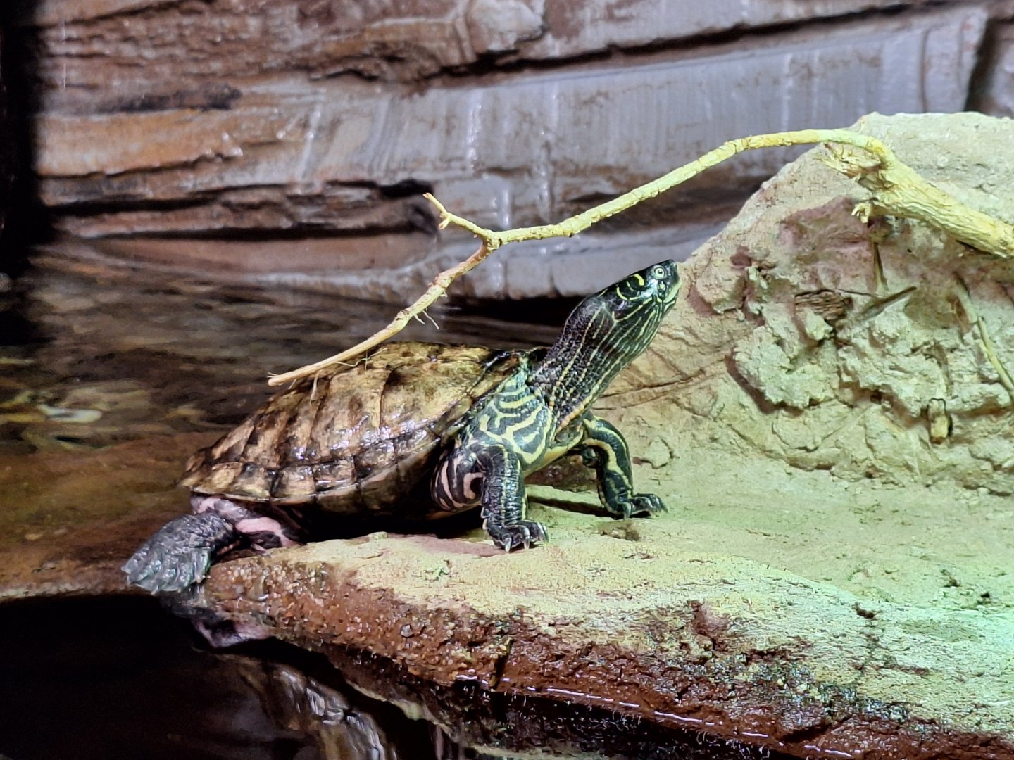 Mississippi Map Turtle