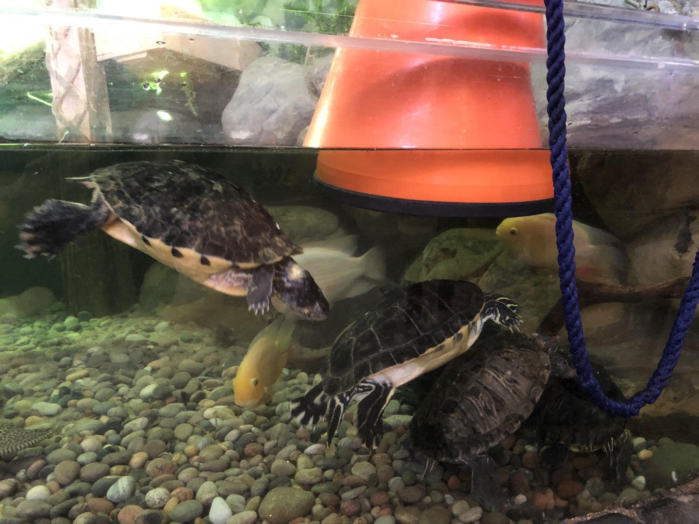 Mississippi Map Turtles and Red-eared Sliders at Tynemouth Aquarium (2019)