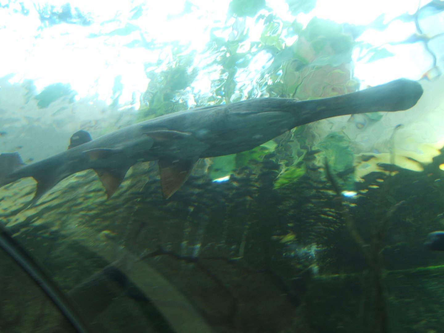 Mississippi Paddlefish 03/02/2018