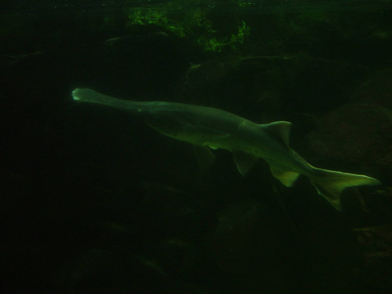 Mississippi Paddlefish at Bristol, 06/03/11