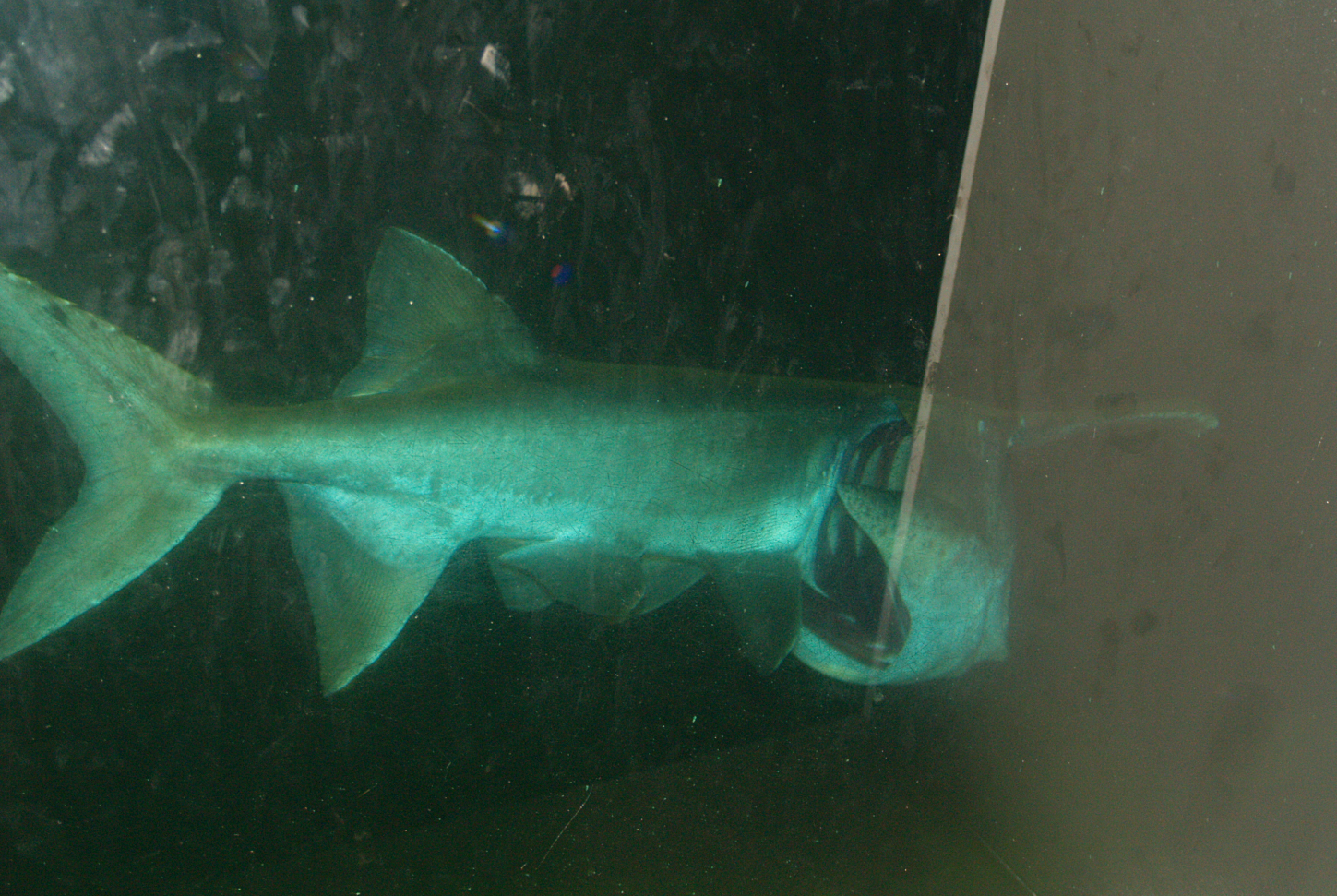 Mississippi paddlefish (Polyodon spathula), 2006-07-08