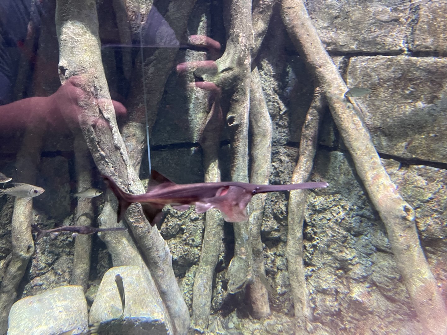 mississippi paddlefish (polyodon spathula) - BX Sea