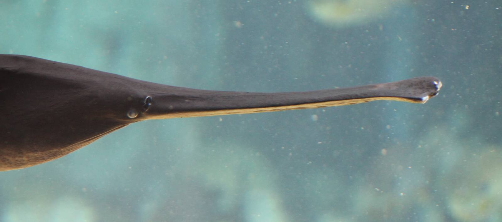 Mississippi paddlefish (Polyodon spathula)