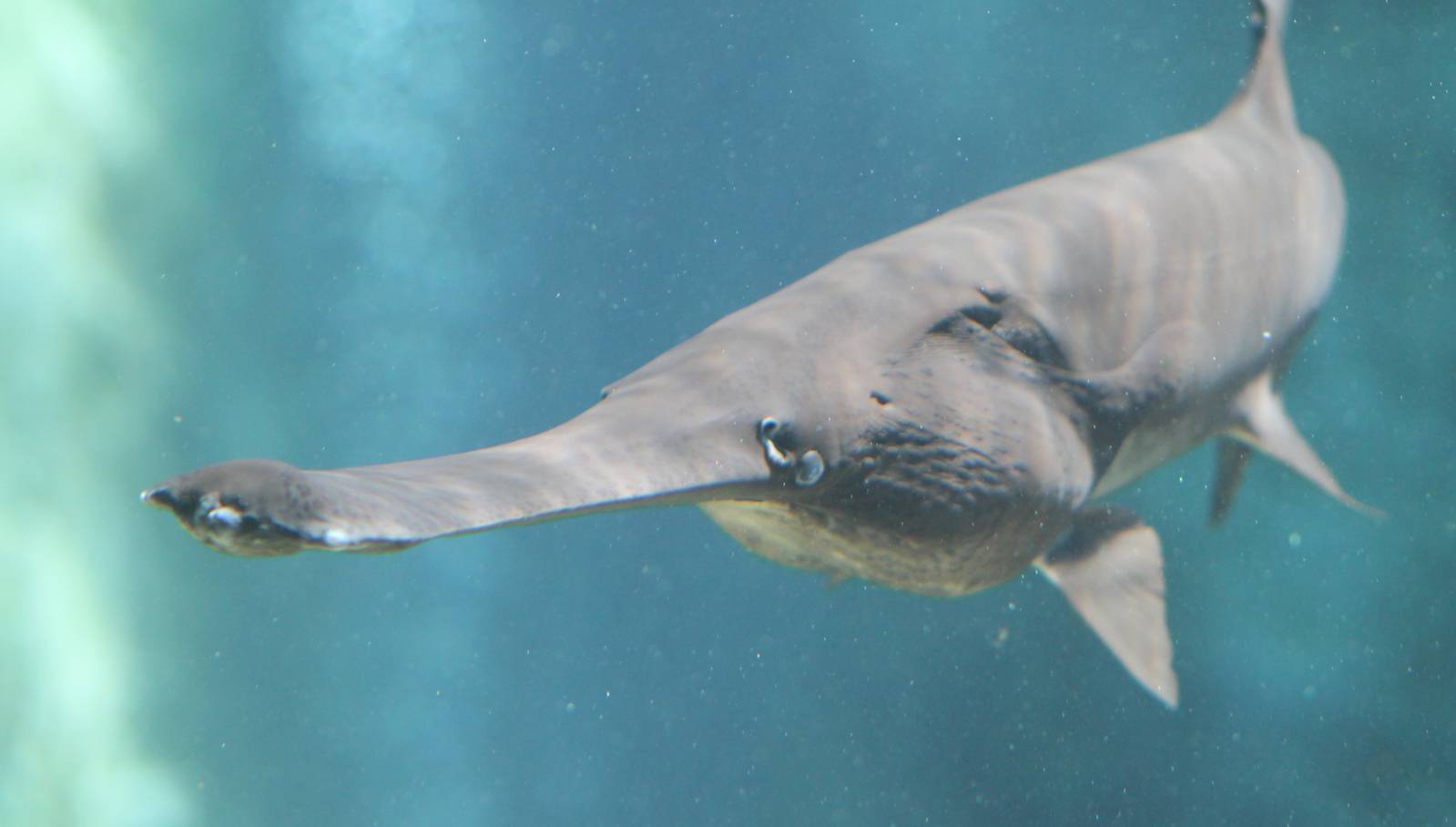 Mississippi paddlefish (Polyodon spathula)