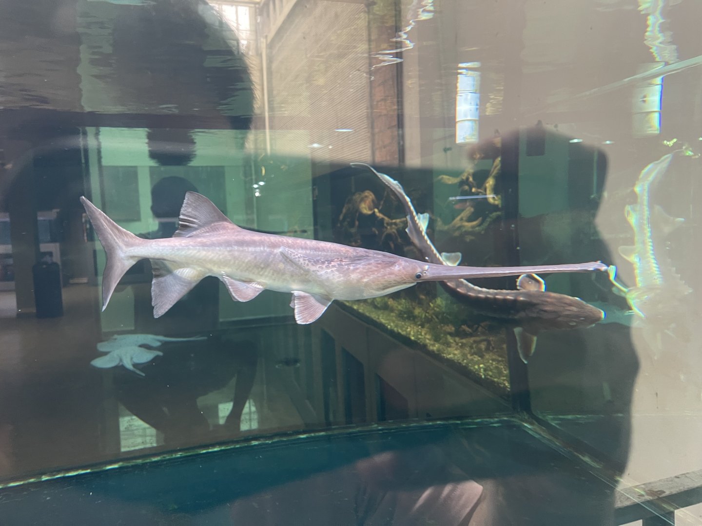 mississippi paddlefish (polyodon spathula)