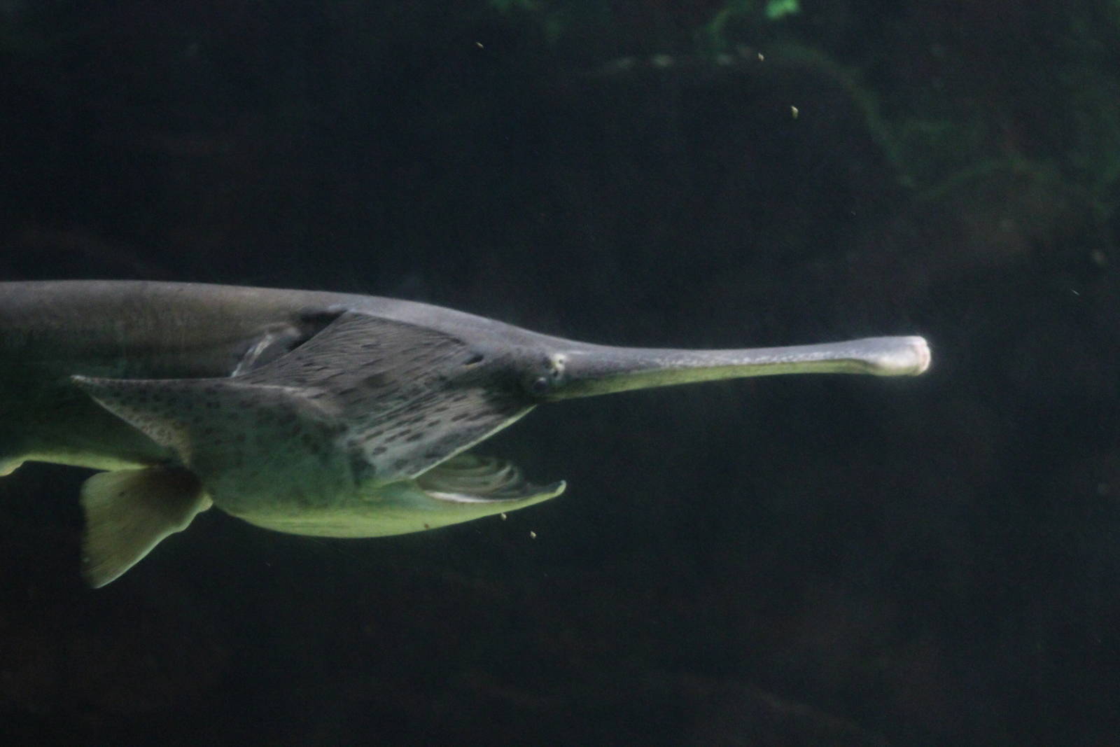 Mississippi paddlefish