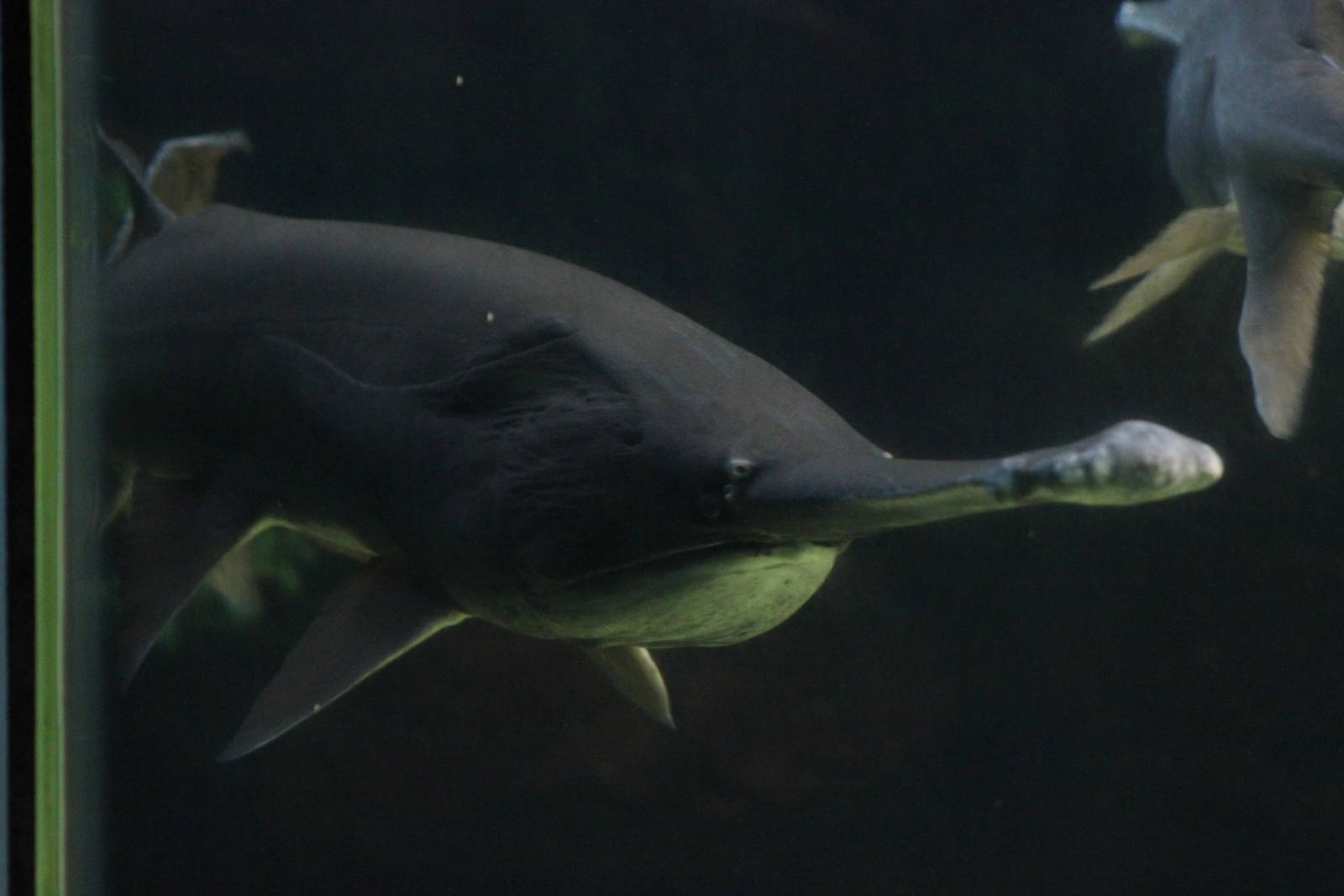 Mississippi paddlefish