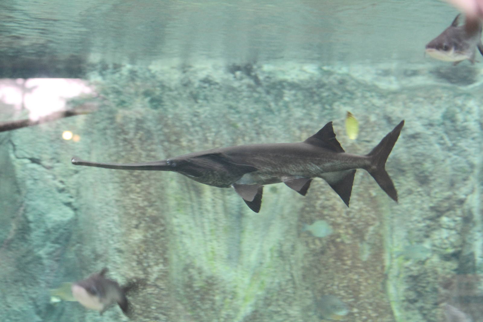 Mississippi Paddlefish