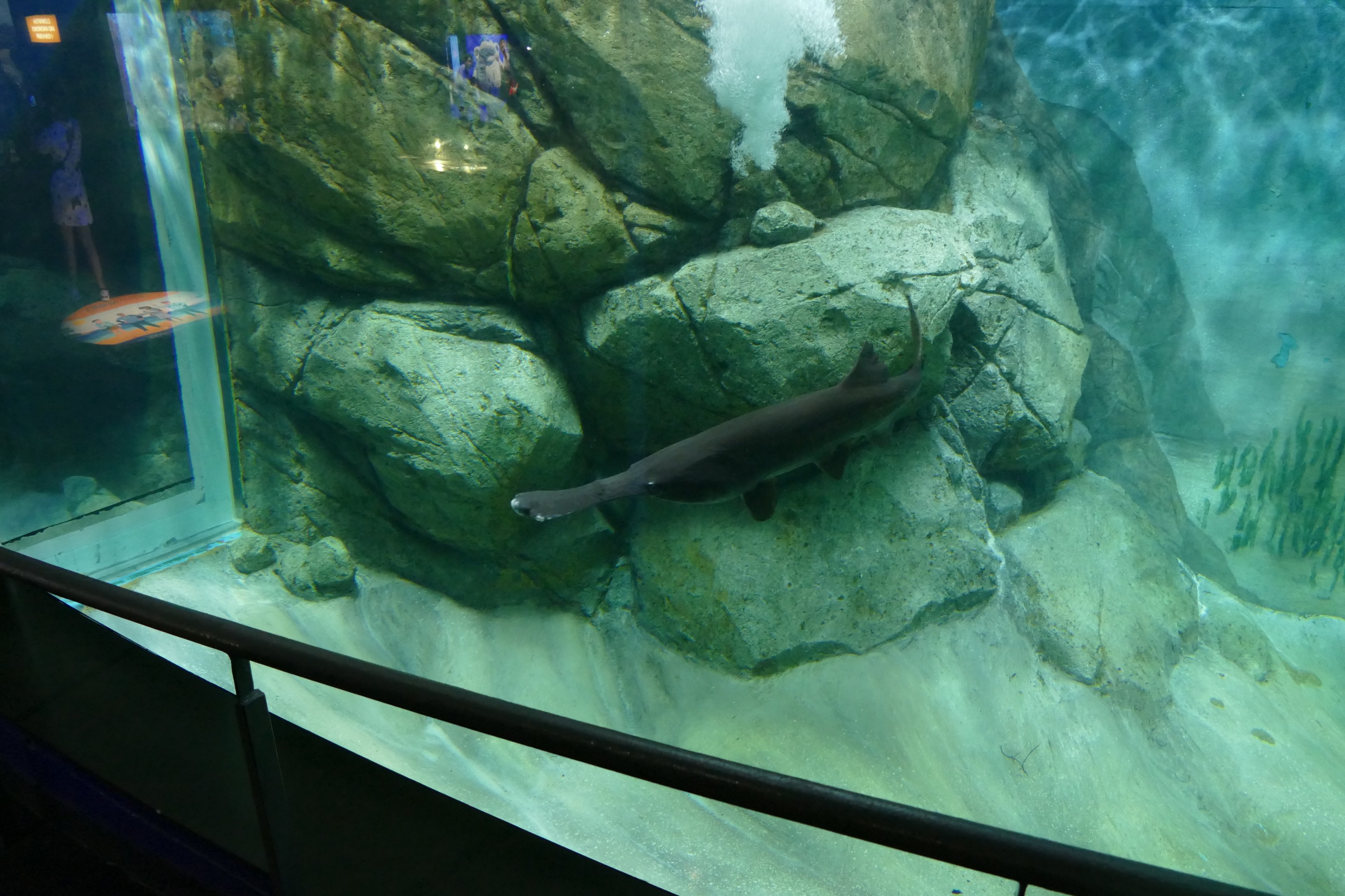 Mississippi paddlefish