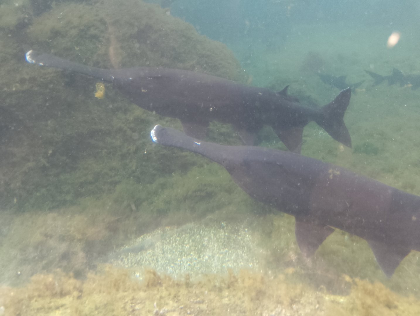 Mississippi paddlefish