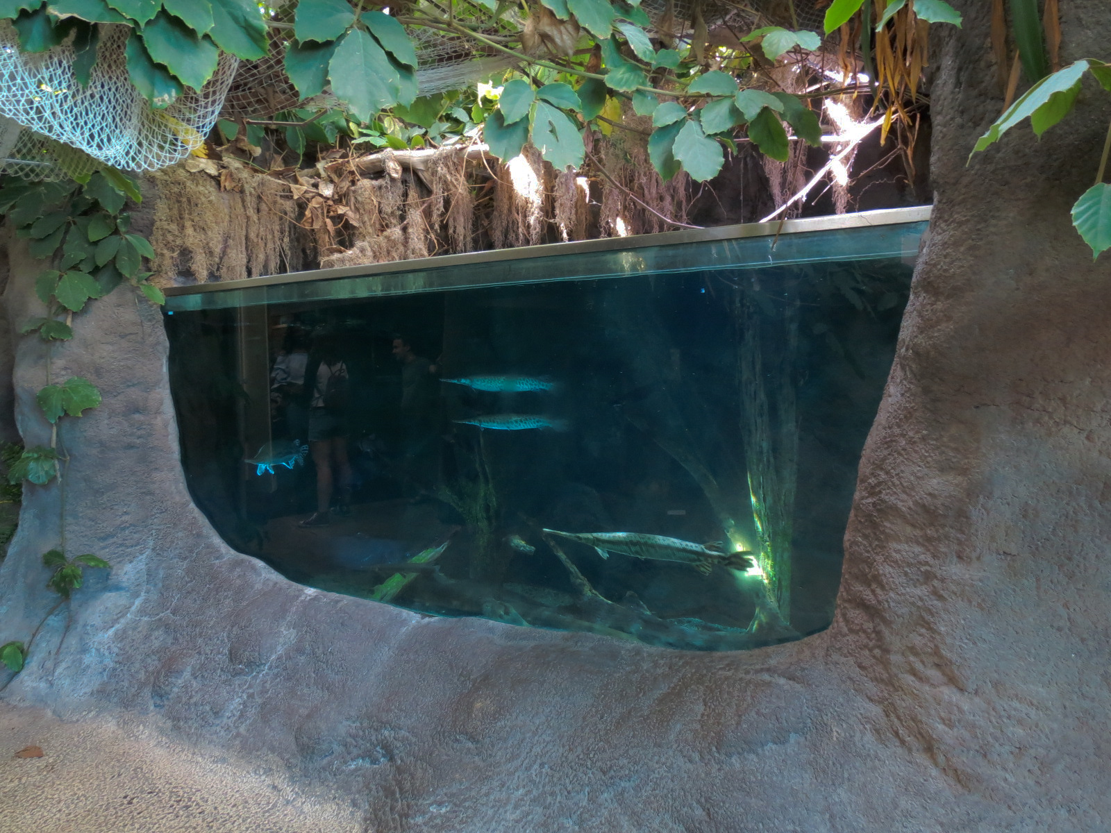 Mississippi River - Alligator Gar and Others Exhibit