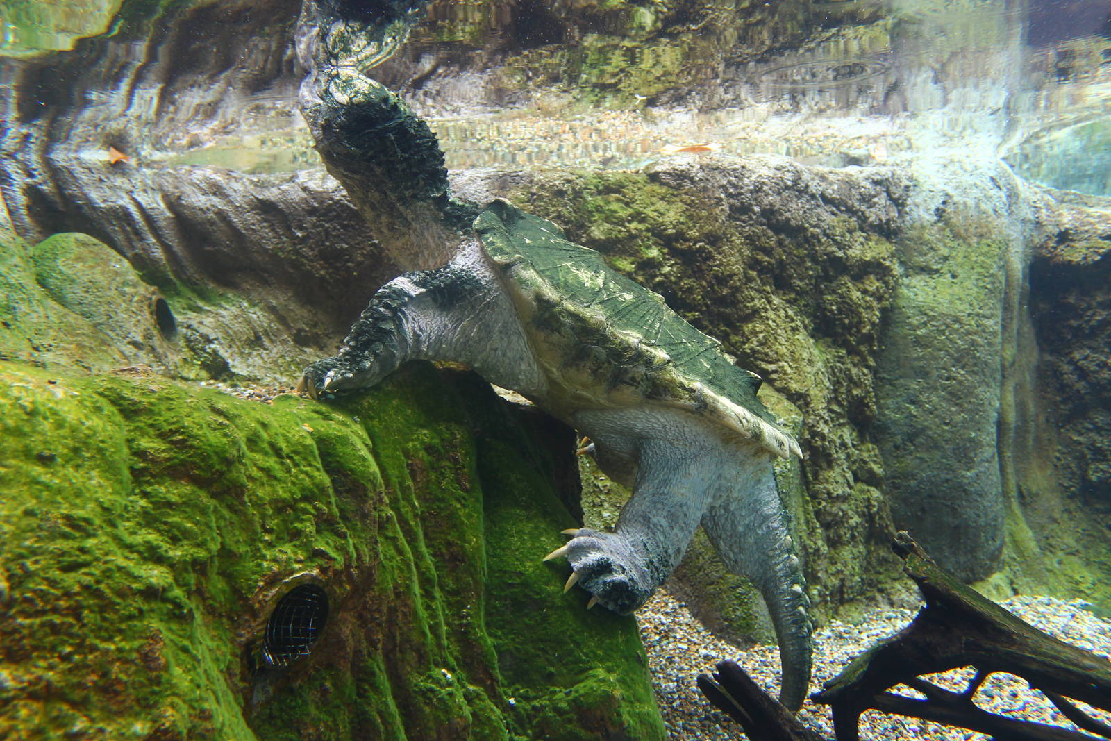 Mississippi River - Alligator Snapping Turtle
