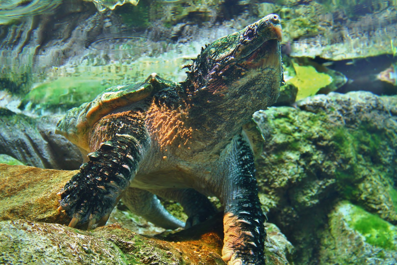 Mississippi River - Alligator Snapping Turtle