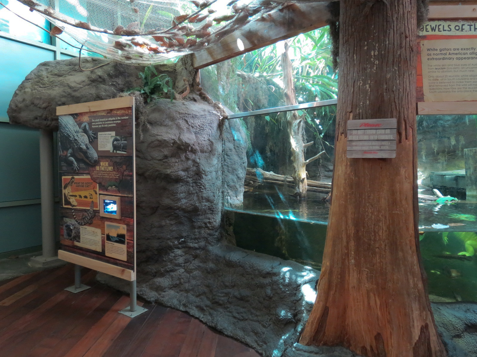 Mississippi River - American Alligator Exhibit