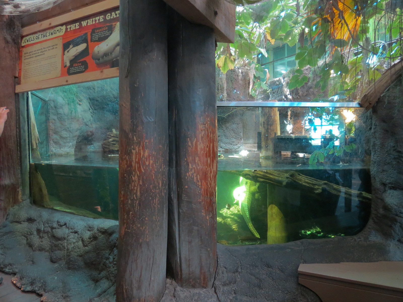 Mississippi River - American Alligator Exhibit