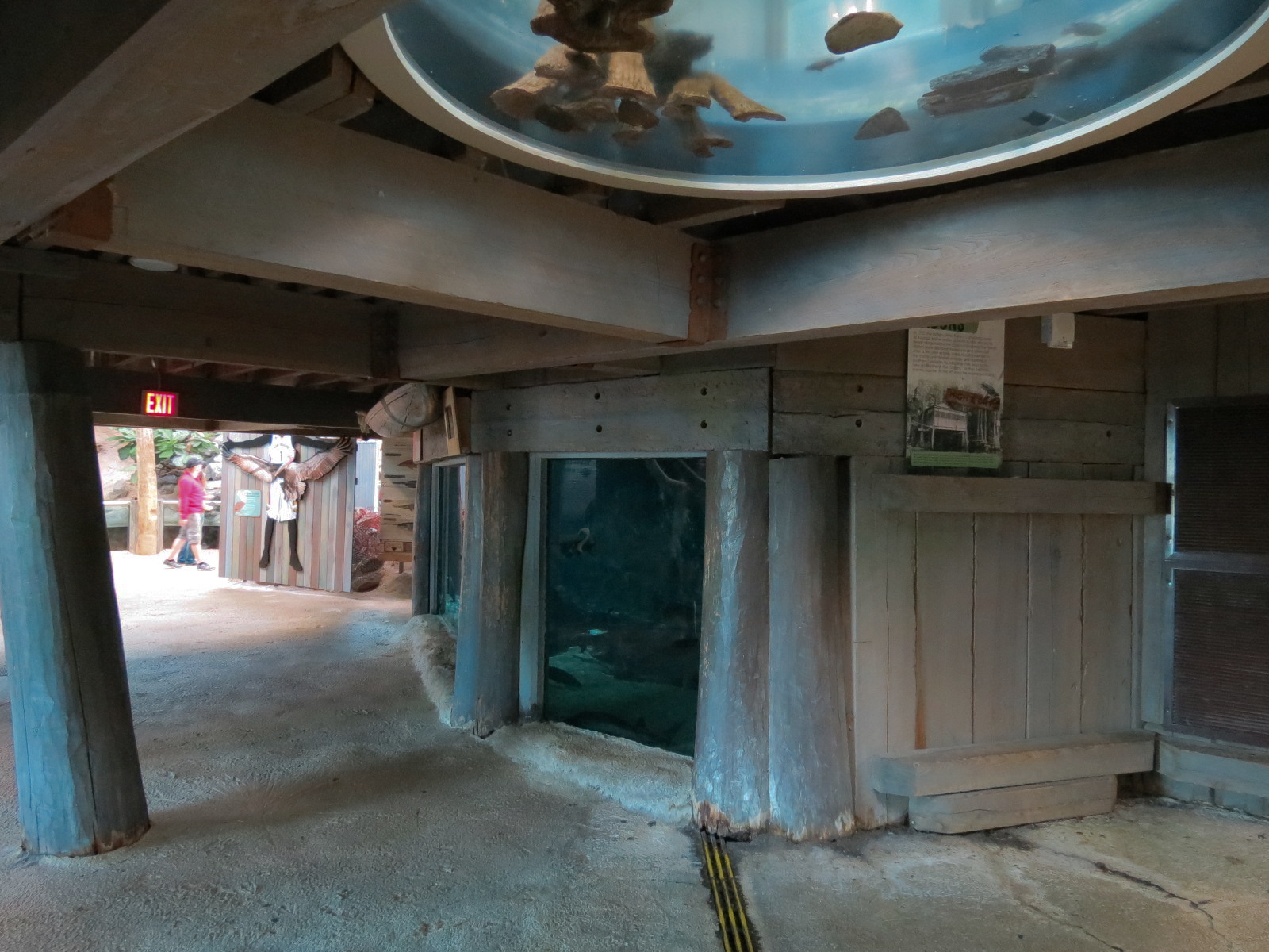 Mississippi River - American Paddlefish and Others Exhibit