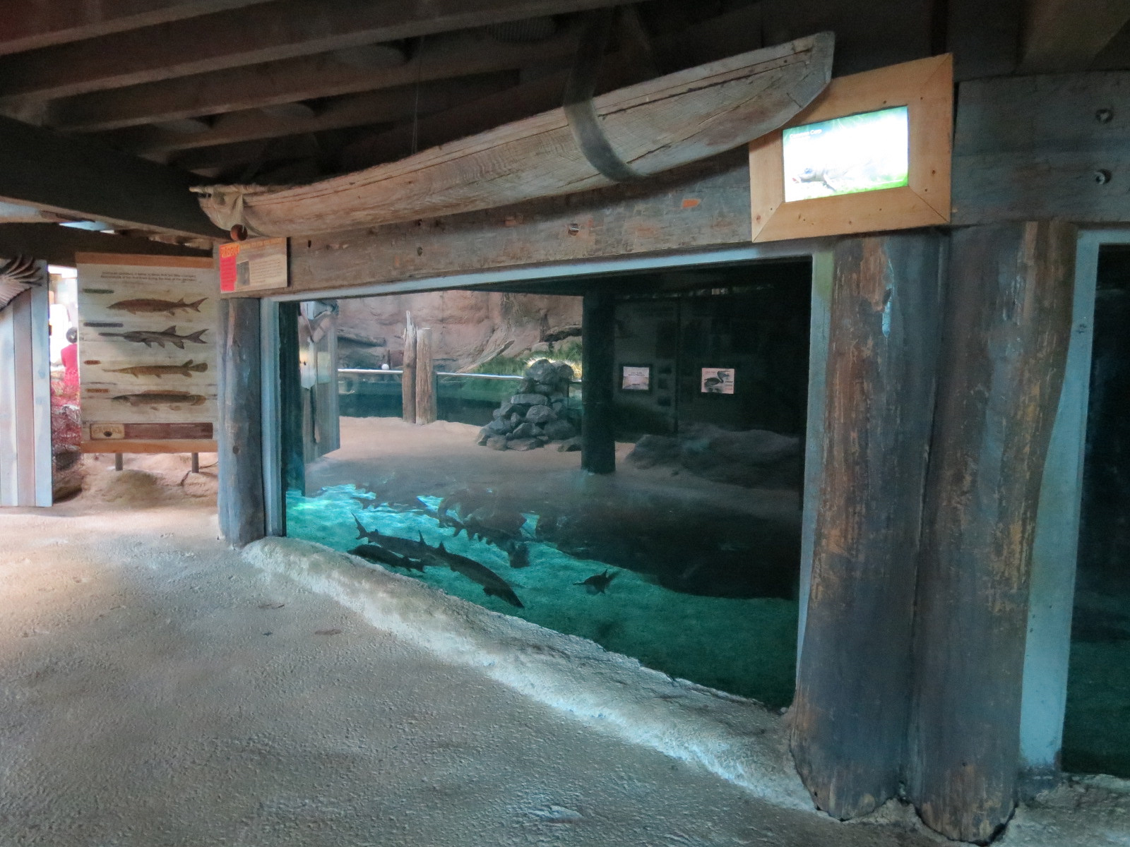 Mississippi River - American Paddlefish and Others Exhibit