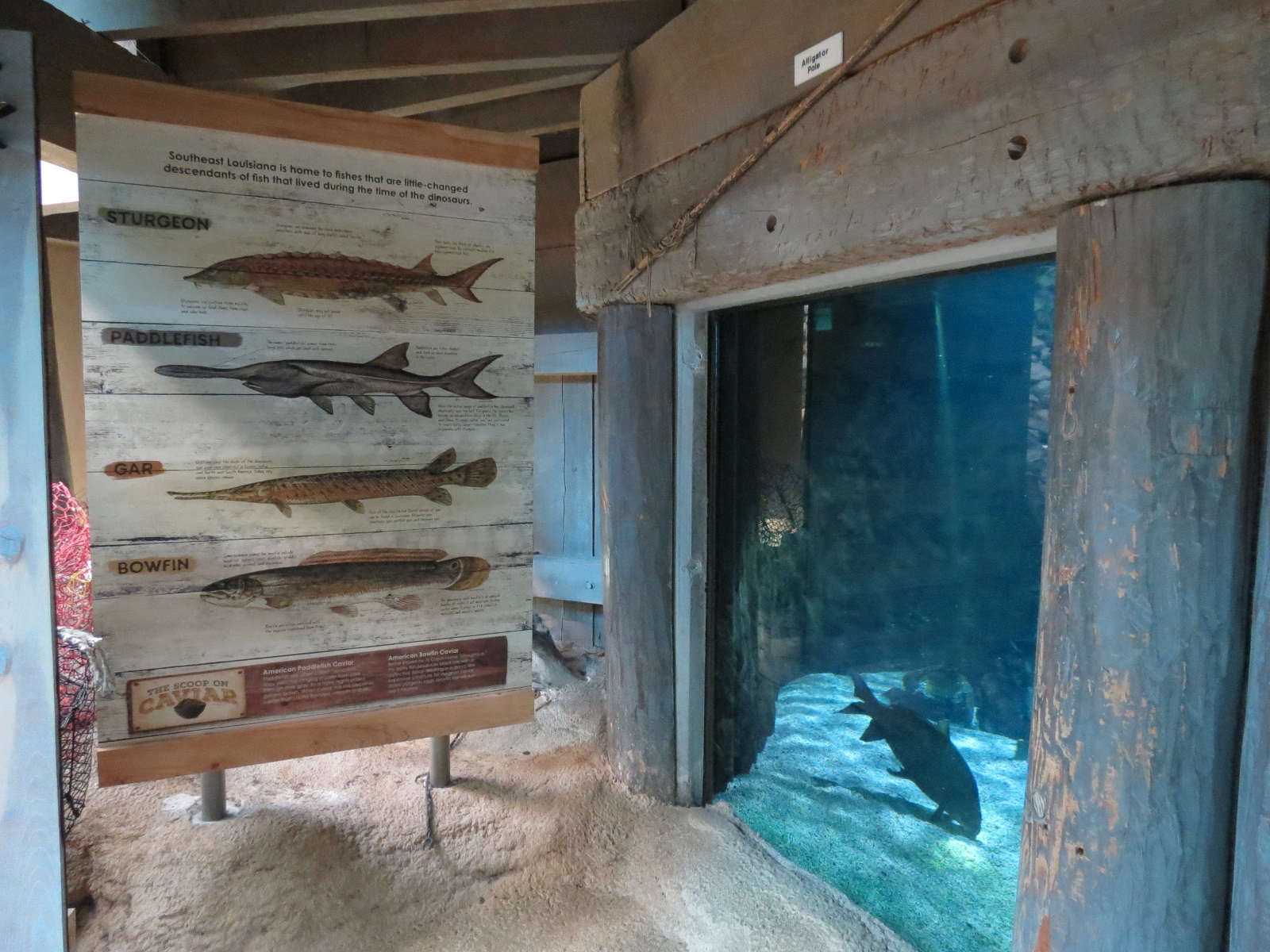 Mississippi River - American Paddlefish and Others Exhibit