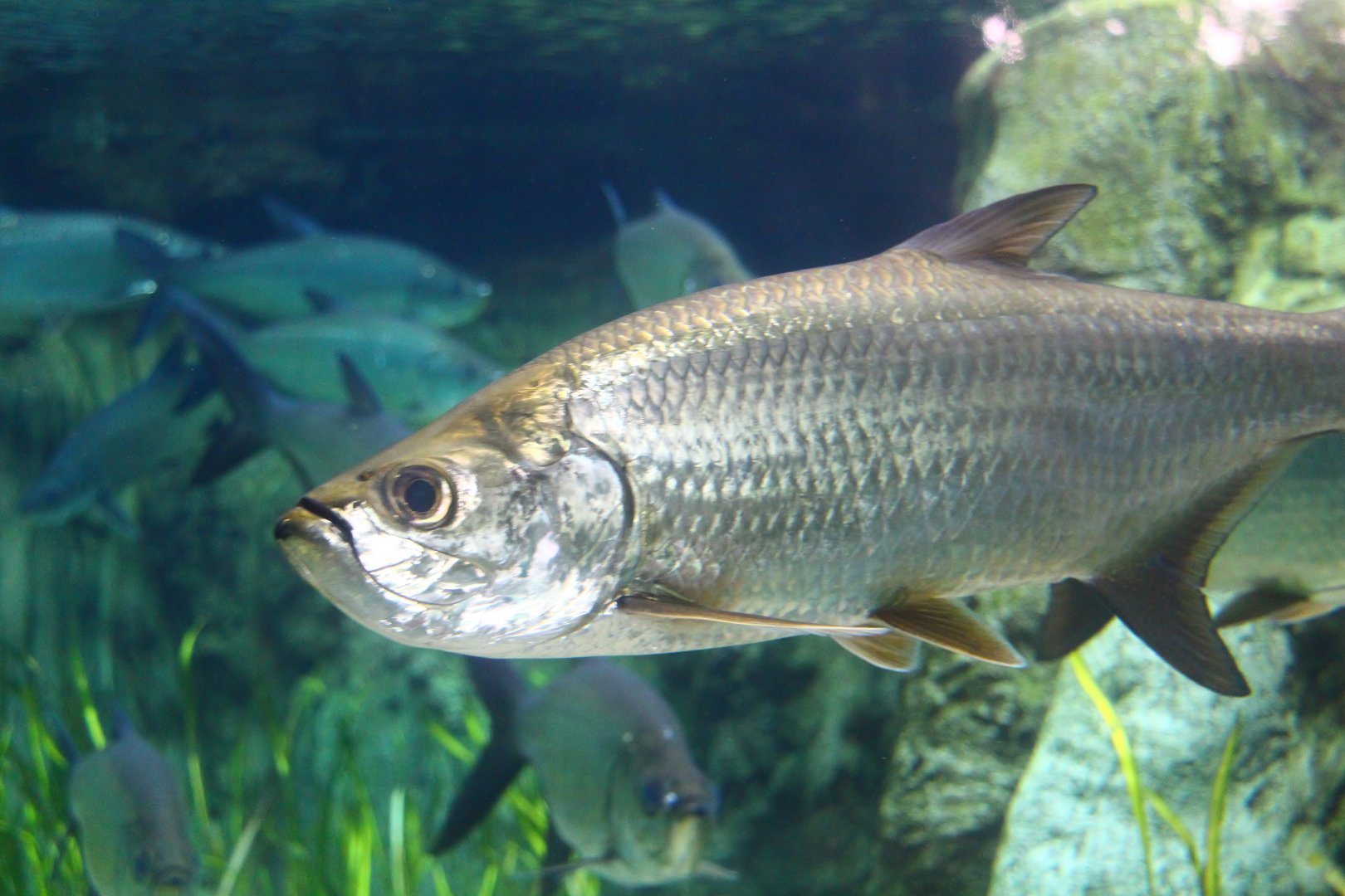 Mississippi River - Atlantic Tarpon