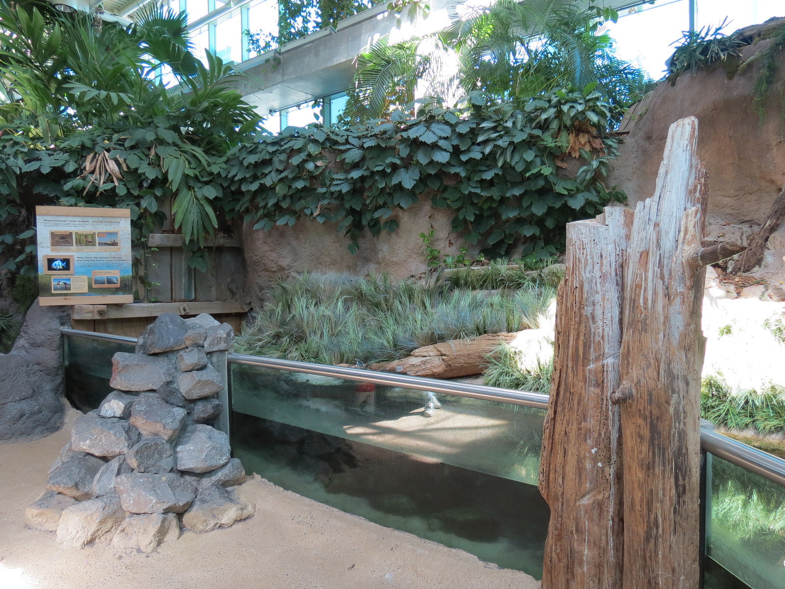 Mississippi River - Gulf Killifish and Others Exhibit