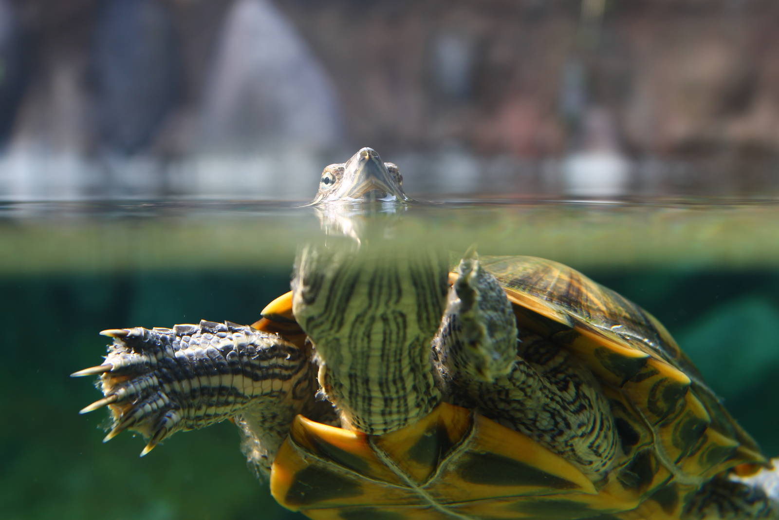 Mississippi River - Red-earred Slider