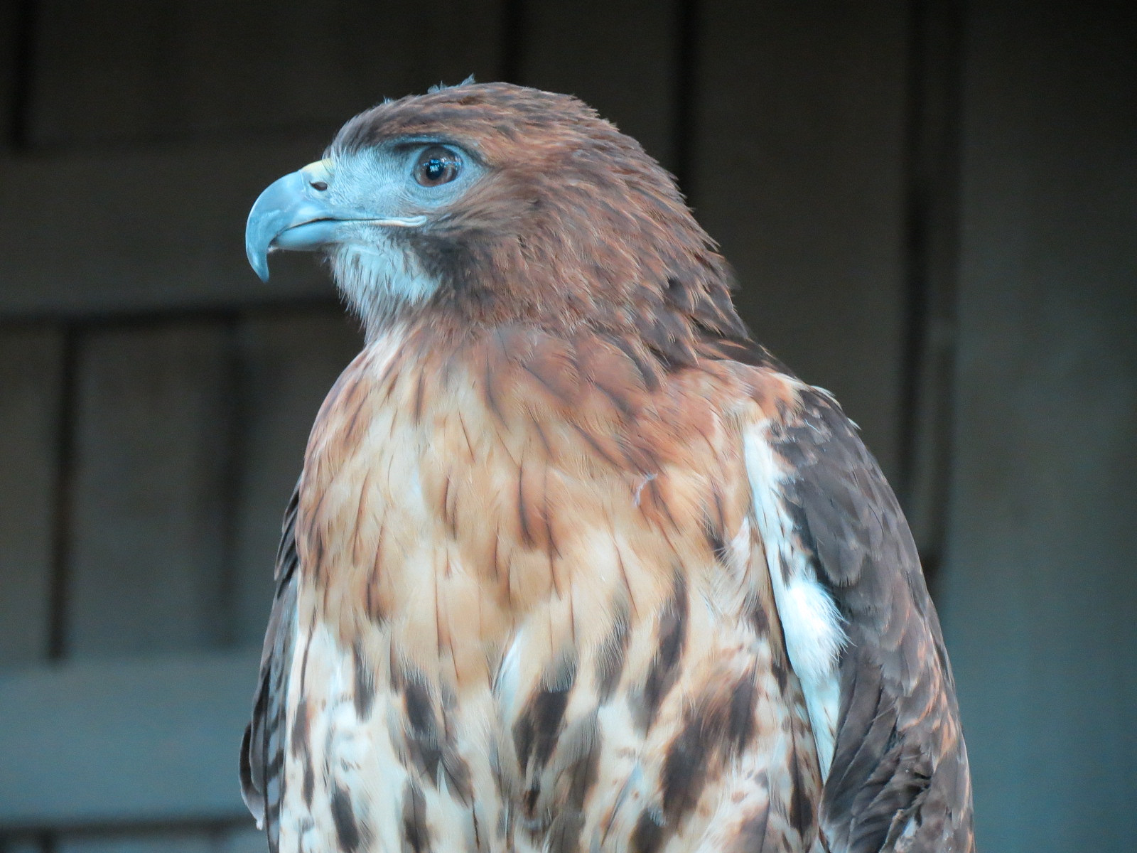 Mississippi River - Red-tailed Hawk