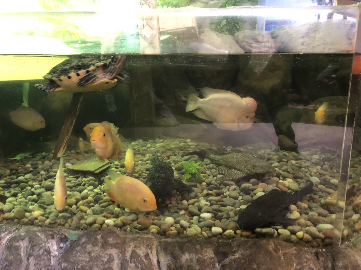 Mississippi River Tank at Tynemouth Aquarium (2019)
