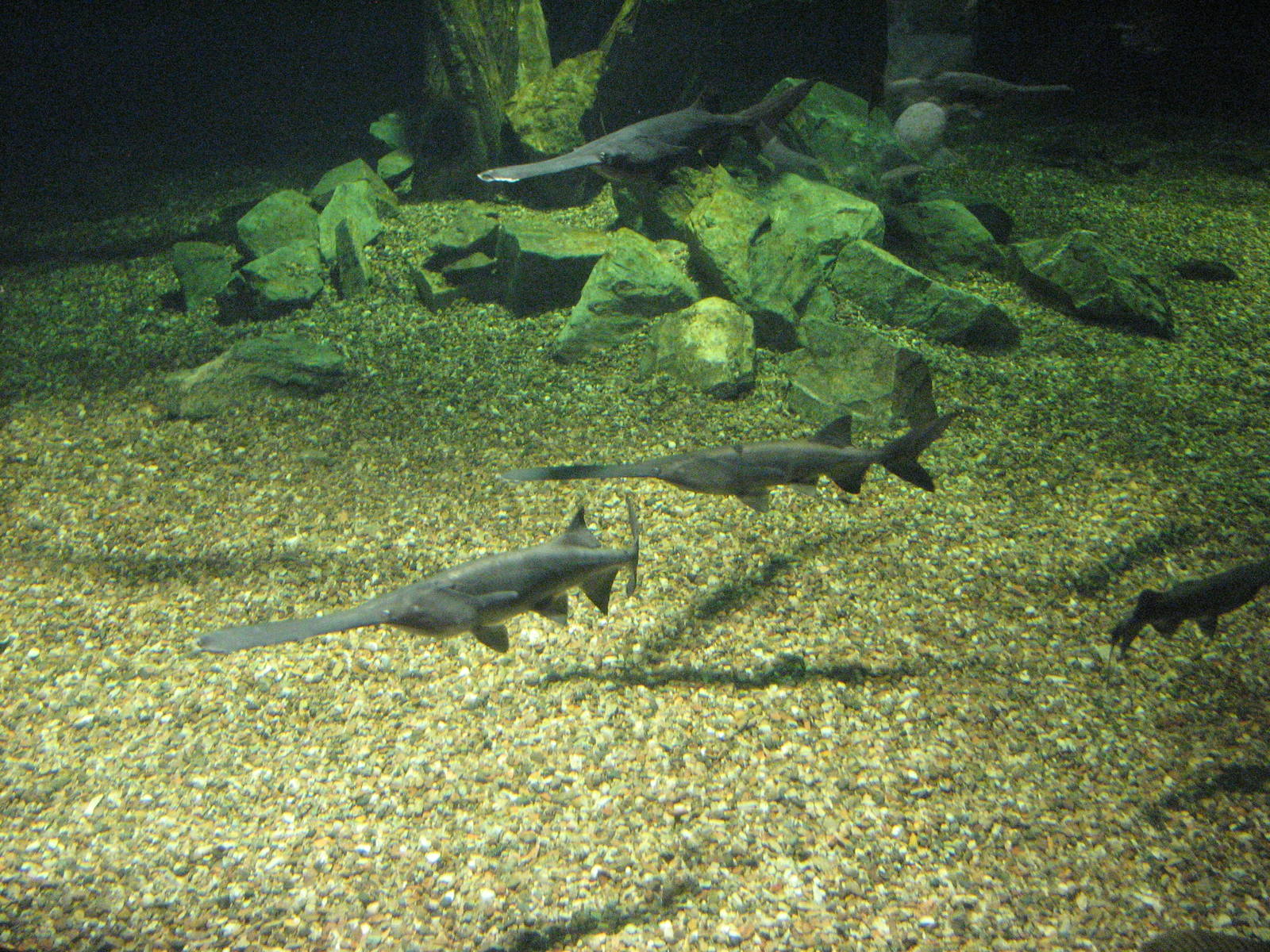 Mississippi River Tank - Wildlife World Zoo