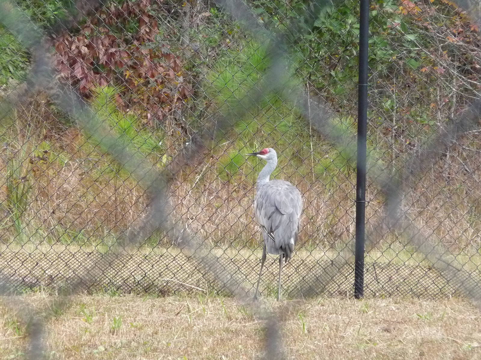 Mississippi Sandhill Crane
