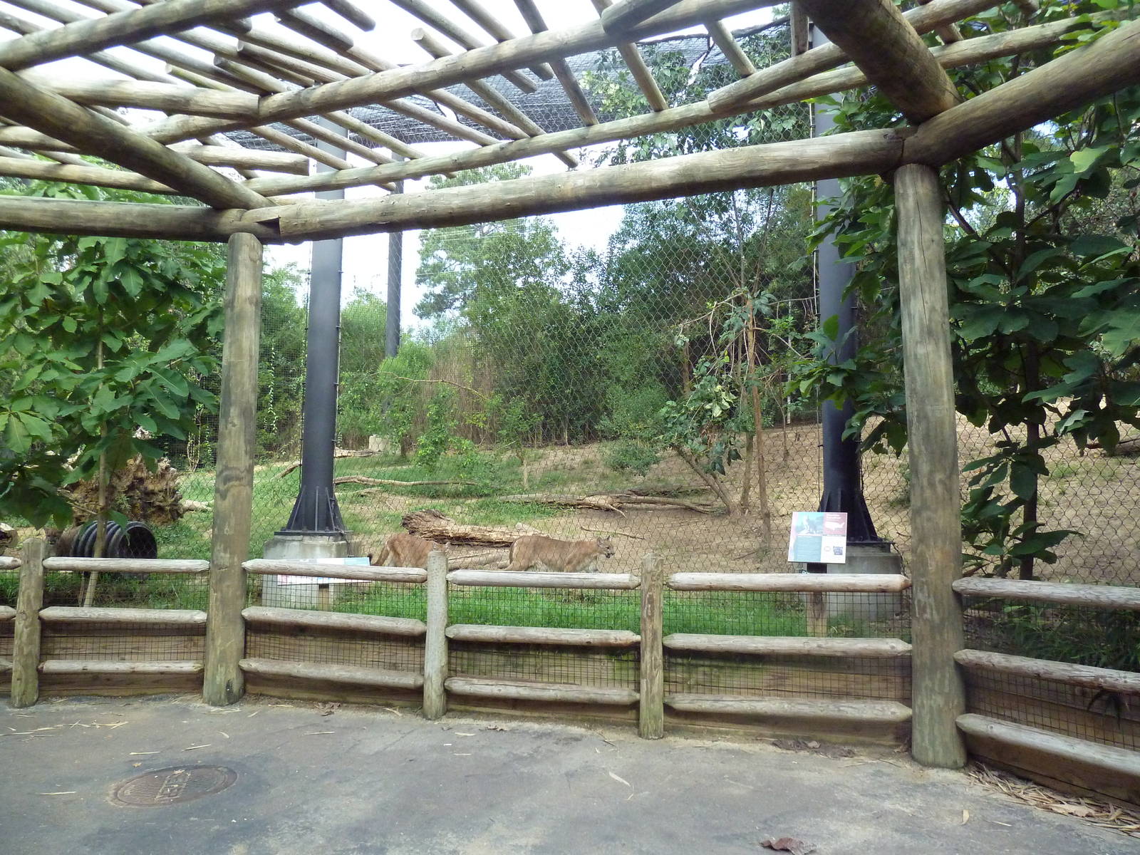 Mississippi Wilderness - Cougar Exhibit