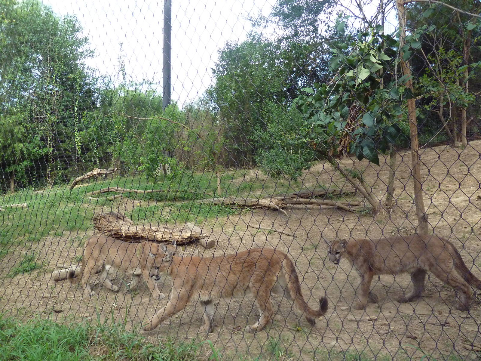 Mississippi Wilderness - Cougars