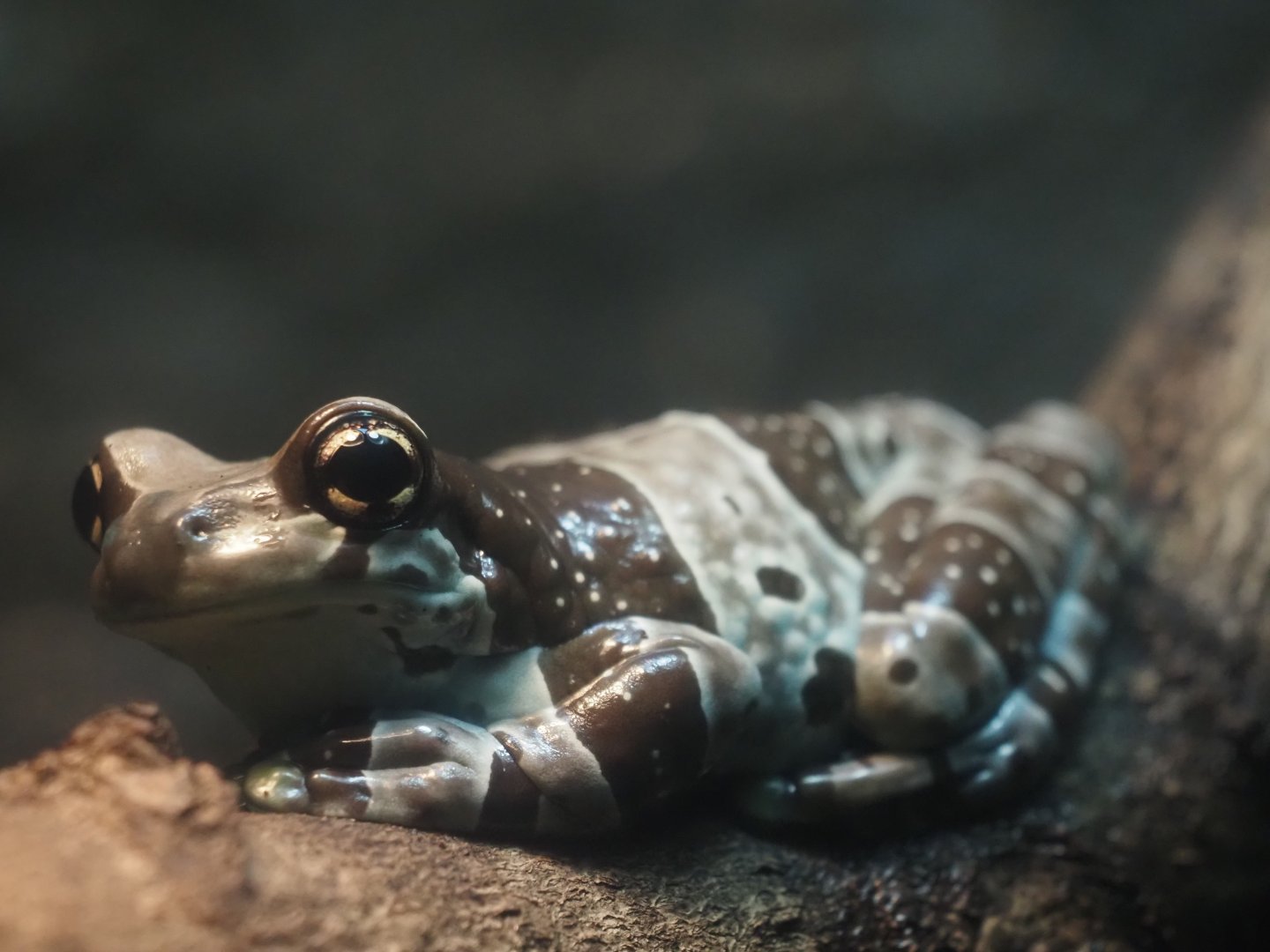 Misson Golden-Eyed Tree Frog