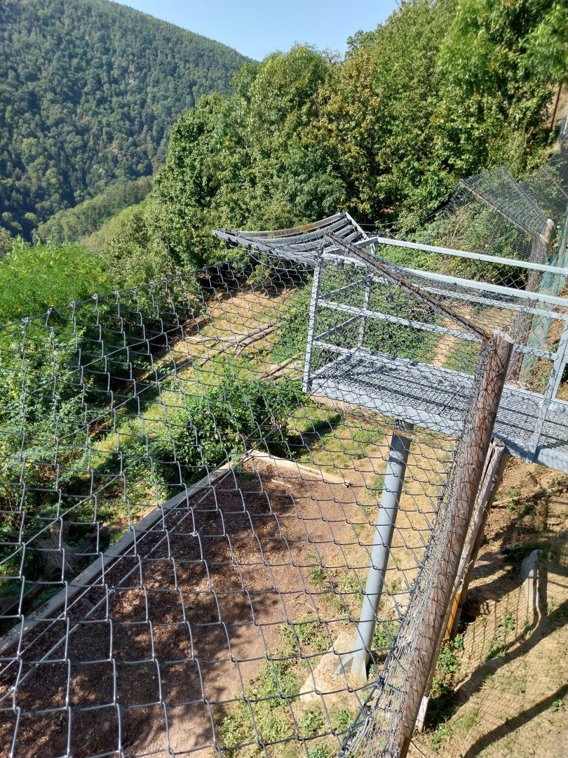 Missouri cougar enclosure