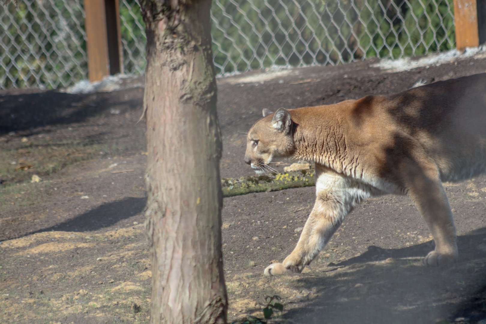 Missouri cougar (Puma concolor missoulensis) - The Last Frontier